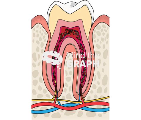 Tooth nerves vessels