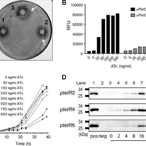 Tetracycline Responsive Upteto Promoters A Nucleotide Sequences Of