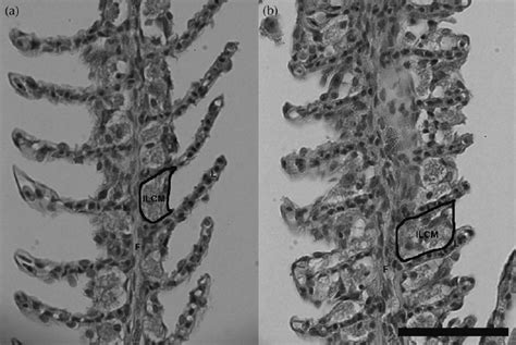 Representative Light Micrographs Of Kryptolebias Marmoratus Gill Fi