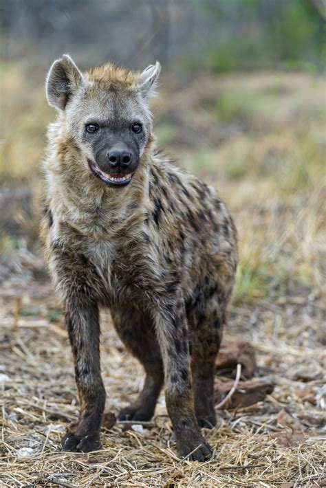 hyenas