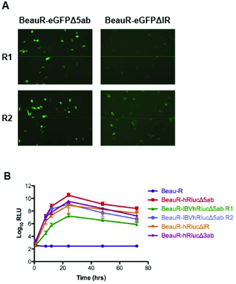 Analysis Of Reporter Gene Expression A Expression Of Egfp Observed Download Scientific