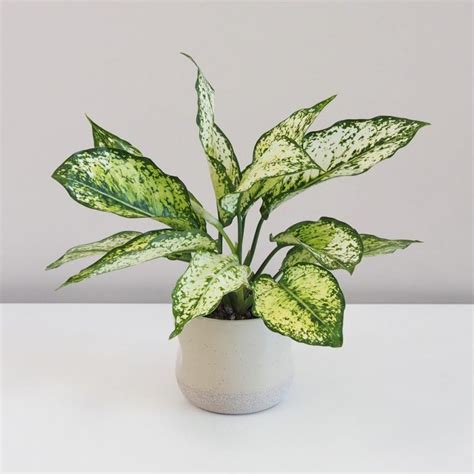 Aglaonema ‘first Diamond Izbová Rastlina Plantiziask