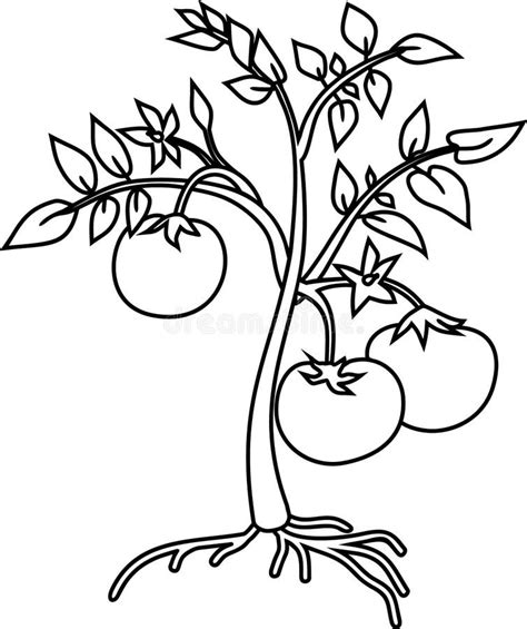 Tomato Plant Coloring Page