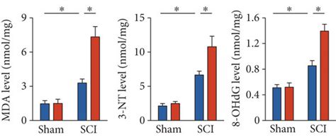 The MiR 299a 5p Antagomir Exacerbates SCI Induced Inflammation And