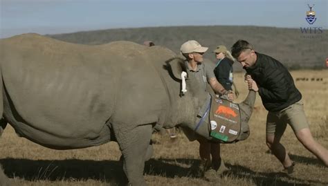 Scientists Make Live Rhino Horns Radioactive To Fight Poaching In South