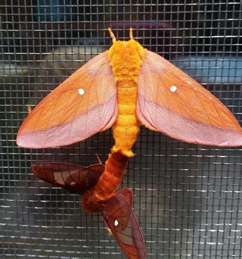 🔥 These pink-striped oakworm moths gettin' it on 🔥 : r/NatureIsFuckingLit