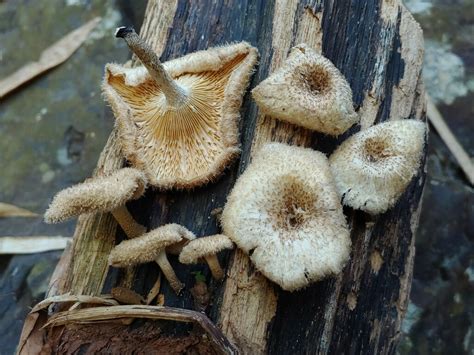 Fringed Sawgill Local Fungi Of Nwfl Inaturalist