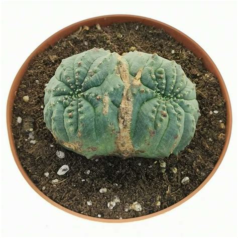 Euphorbia Obesa Tiger Form F Crestata Dicotomica Rare Form 10 Cm