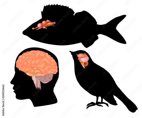 Size Comparison To The Brains Of Other Animals The Evolving Brain