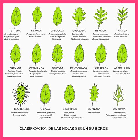 Formas Basicas De Las Hojas Por Su Forma Por Su Borde Y Por Su Numero Images