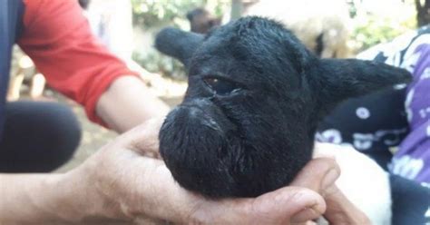 Farmer Baffled After Sheep Gave Birth To Mutant Cyclops Lamb With One