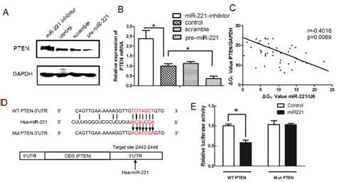 Pten Is A Direct Target Gene Of Mir In Her Positive Breast Cancer