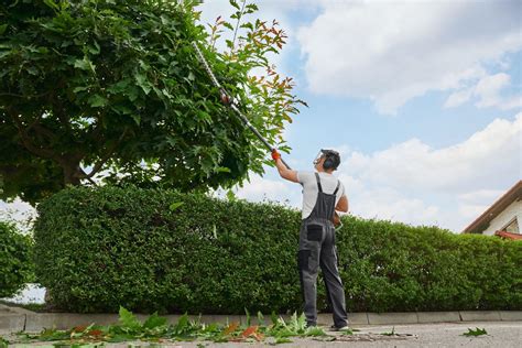 Best Ways To Take Care Of Your Trees To Keep Them Healthy Helloproject