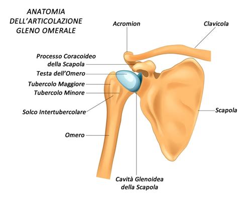 Lussazione Anteriore Di Spalla Cause Sintomi E Terapia