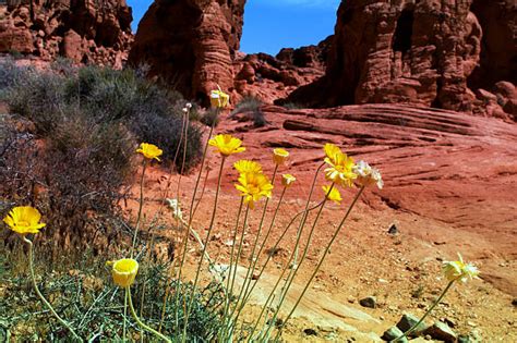 Nevada Desert Flowers Stock Photos, Pictures & Royalty-Free Images - iStock