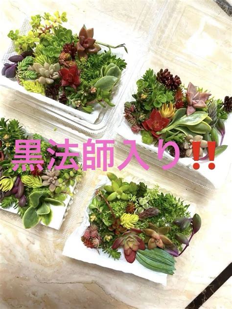 多肉植物カット苗 おまかせ詰め合わせ セダム 寄せ植えに 今回黒法師入り‼️ By メルカリ