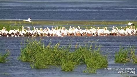 Mississippi River Flyway Cam Snapshot Taken By Bcallan Explore Org