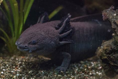 Black Axolotl: Species Profile, Care Guide & Pictures