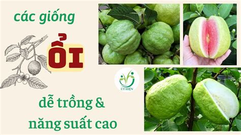 4 Giống Ổi Năng Suất Cao Cho Hàng Trăm Kilogram Trái Cây