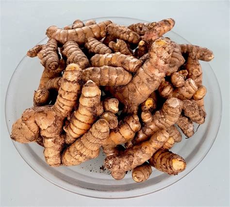 Curcuma Longa Jiang Huang Turmeric Eastern