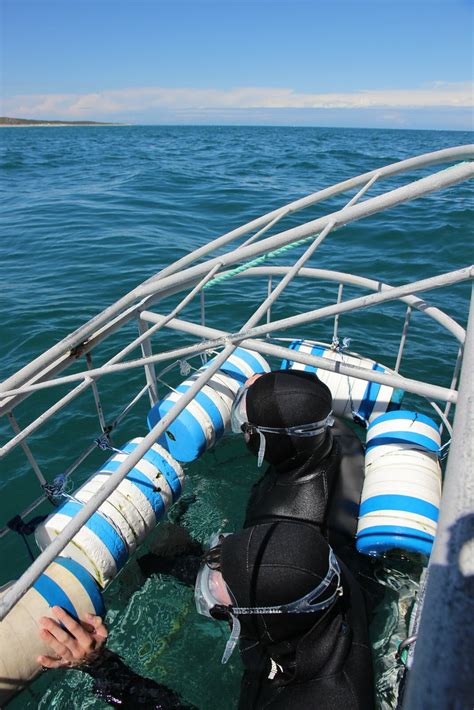 Shark Cage Diving In Gansbaai Great White Shark Cage Divin Flickr