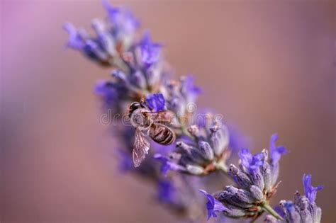 Be a lavender bee stock photo. Image of flower, meadows - 114335618