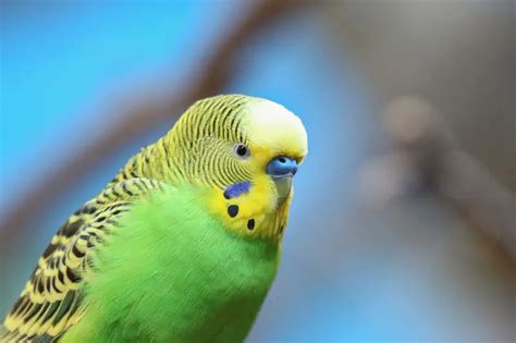 How Long Does A Budgie First Molt Last Great Tips Animals Hq