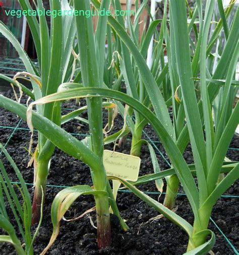 Top 100 Pictures Pictures Of Garlic Plants Completed