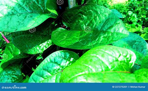 Malabar Spinach Basella Alba Poi Leaves Stock Image - Image of bifida, amount: 227275201