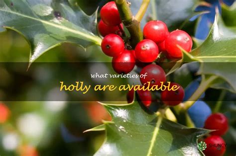 Discover The Different Varieties Of Holly - A Guide To Choosing The ...