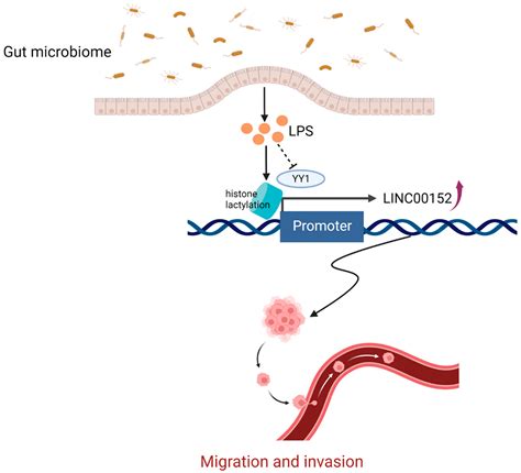 Cancers Free Full Text Effects Of Long Non Coding Rnas Induced By