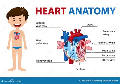 Information Poster Of Human Heart Diagram Stock Vector Illustration