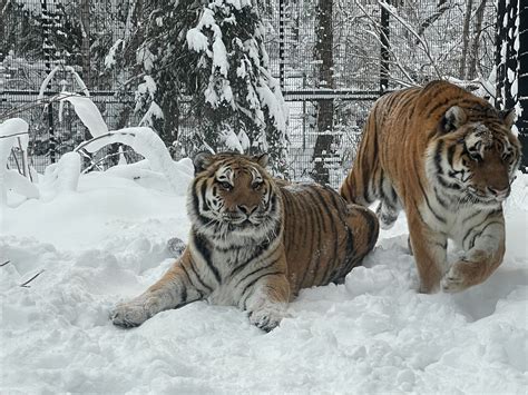 Kunali, the Alaska Zoo’s remaining tiger, dies at 19 - Alaska Public Media