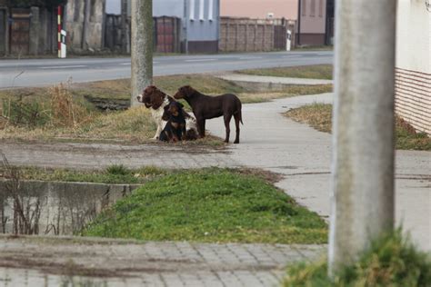 Gola Pla A Sterilizaciju I Kastraciju Pasa I Ma Aka