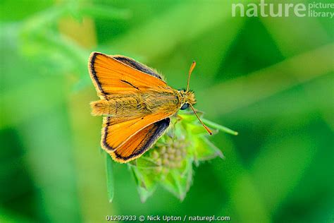 Stock Photo Of Male Small Skipper Butterfly Thymelicus Sylvestris With Clear Sex Available