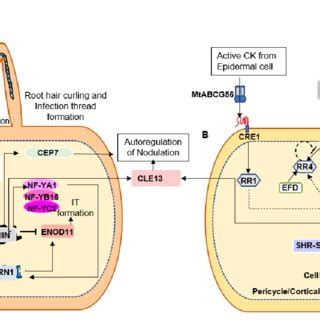 Pdf Transcriptional Networks In Medicago Truncatula Genomic And