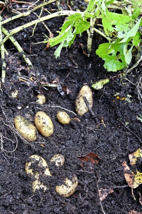 PotatoeHarvest02 stock photo. Image of roots, green - 158580214