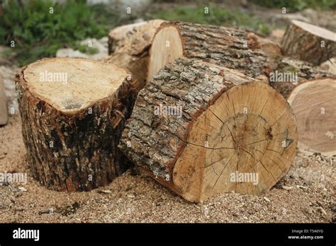 Pile cut branches stack logs hi-res stock photography and images - Alamy