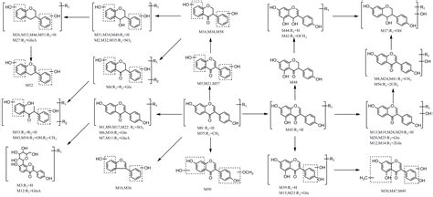 Molecules Free Full Text Rapid Screening And Identification Of