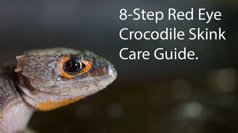 8 Step Red Eye Crocodile Skink Care Guide Bioactive Youtube