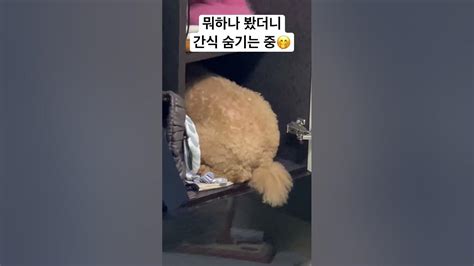 푸들 푸들일상 반려견 간식 숨기기 귀여워 강아지일상 강아지브이로그 브이로그 일상 갈색푸들 달콩 Youtube