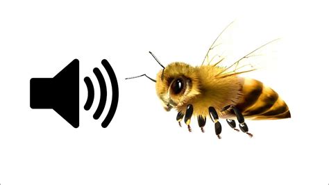 Bee Buzzing Sound Effect Prosounds Youtube