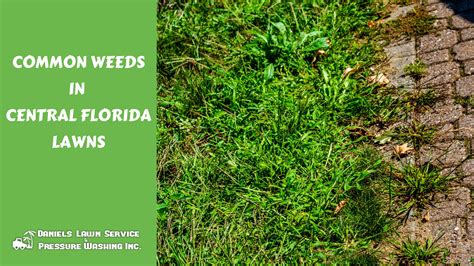 Common Weeds in Central Florida Lawns – Welcome to Daniel's Lawn ...