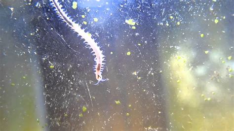 Worm In Saltwater Tank Dorvilleidae Youtube