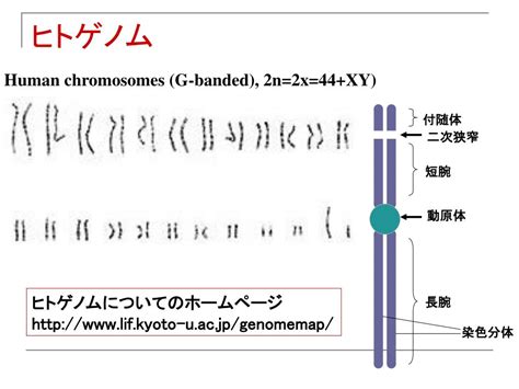 Ppt 生命の科学 Powerpoint Presentation Free Download Id 7101783