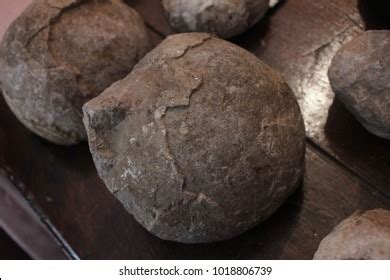 Fossilized Dinosaur Eggs Stock Photo (Edit Now) 1018806739