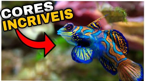 7 Peixes Mais Bonitos E Coloridos Do Mundo Youtube