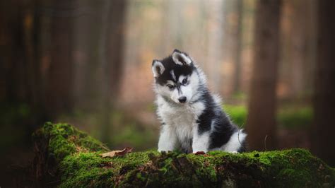 Black White Husky Dog Is Sitting In Blur Forest Background Hd Dog