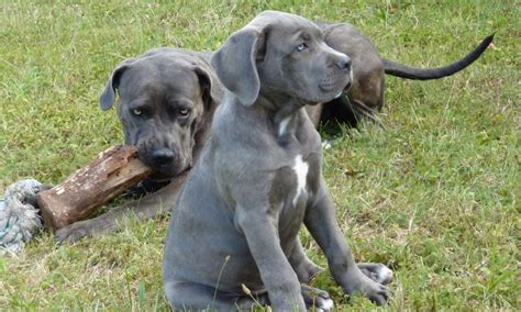 5 Things to Know about the Cane Corso Pitbull Mix (With Pictures)