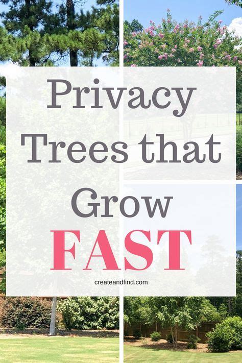 Fast growing privacy trees – Artofit